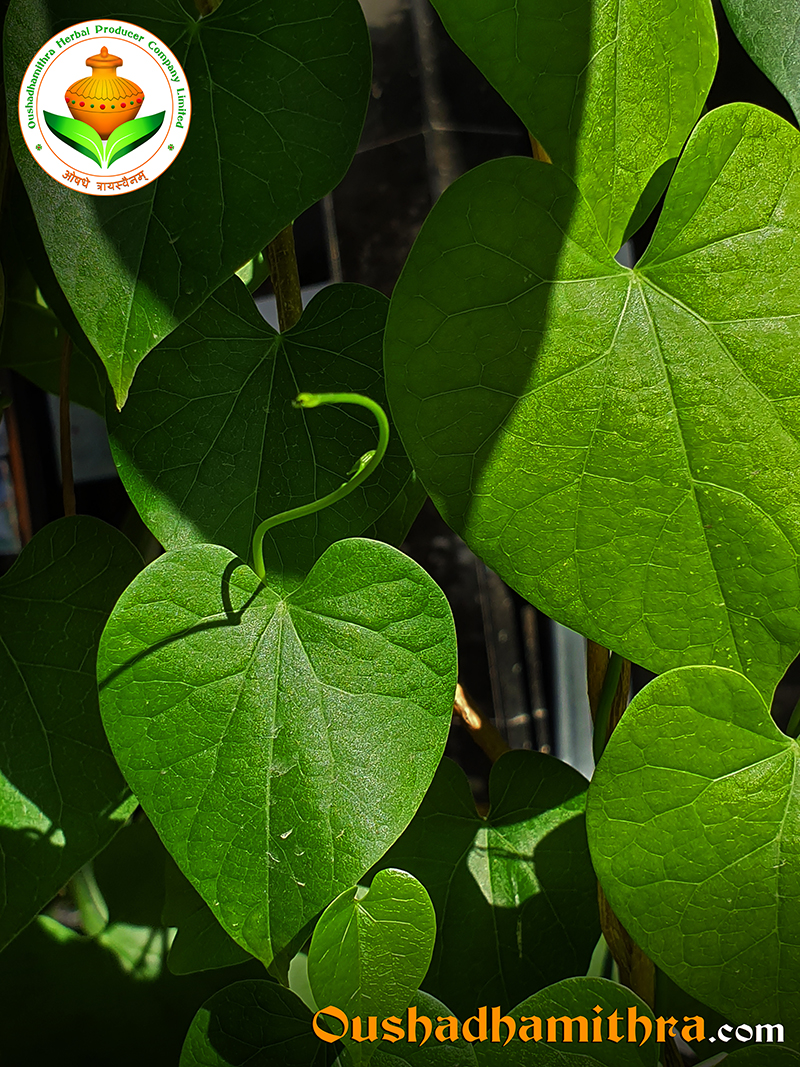 Giloy-Heart leaf moonseed, Guduchi, Amruthuvalli, Tinospora cordifolia