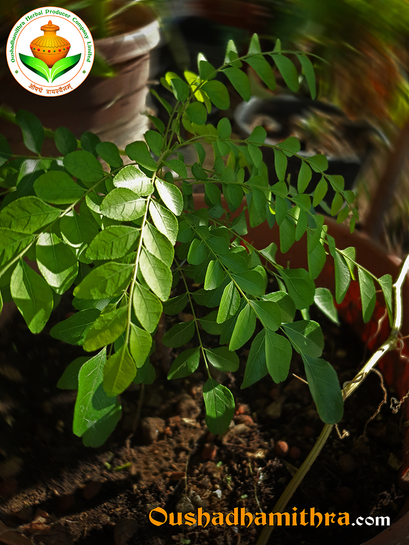 Kariveppila, krishnanimba, kalashaka, kaidarya, Curry leaves, Murraya koenigii