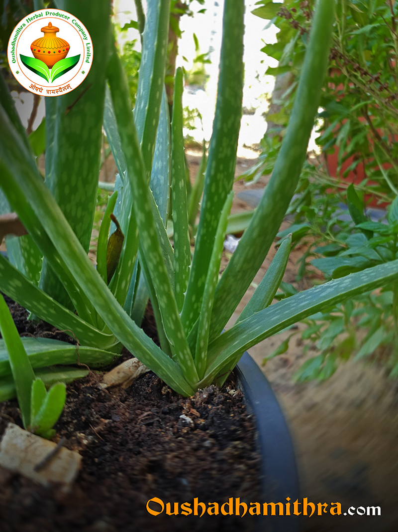 Aloe vera, Kumari, Kattarvazha