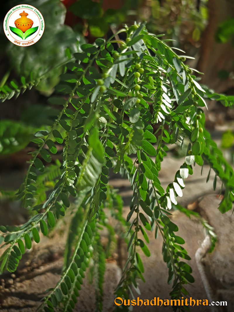 Keezhaarnelli, Gulf Leaf-Flower, Seed-under-leaf, Stonebreaker, Bhumyamalaki, Phyllanthus Niruri