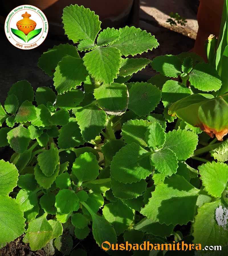 Koorkka, Chinese potato, Coleus rotundifolius