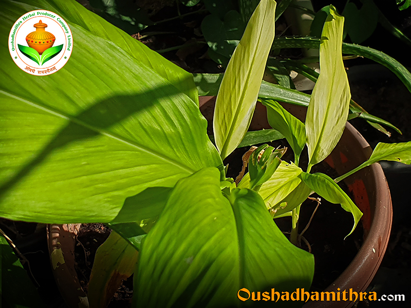 Manjal, Haridra, Turmeric, Curcuma longa