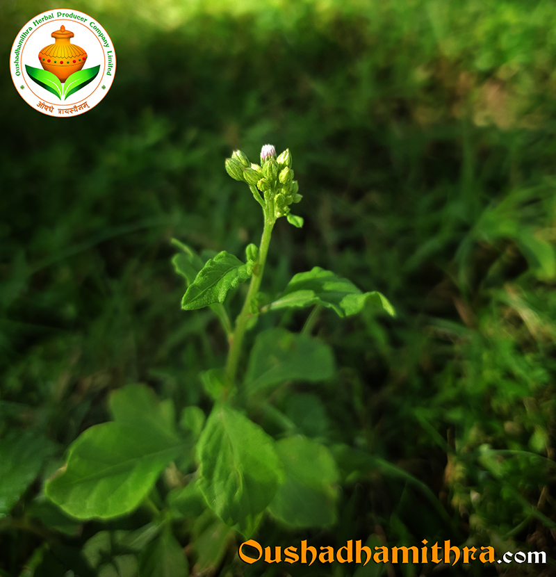 Poovankuruhila, little ironweed, Cyanthillium cinereum