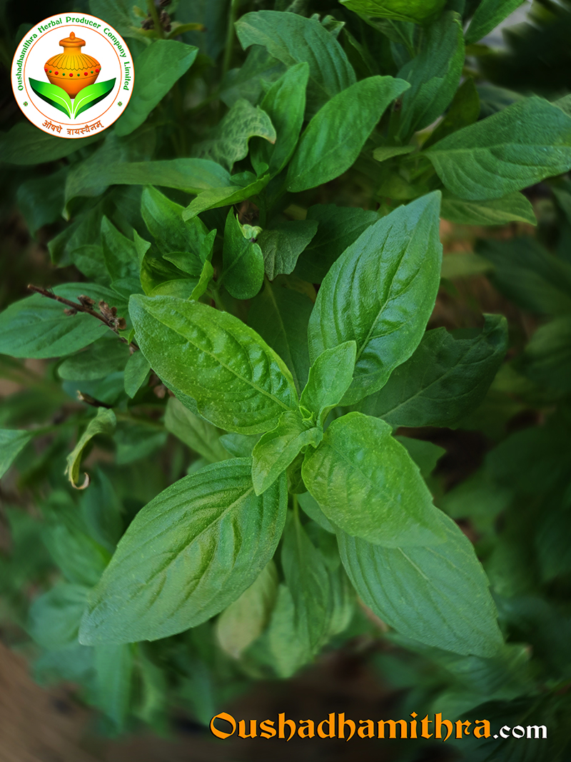 Ramathulasi, Wildbasil, Rajika, Sumukam, Ocimum Gratissimum