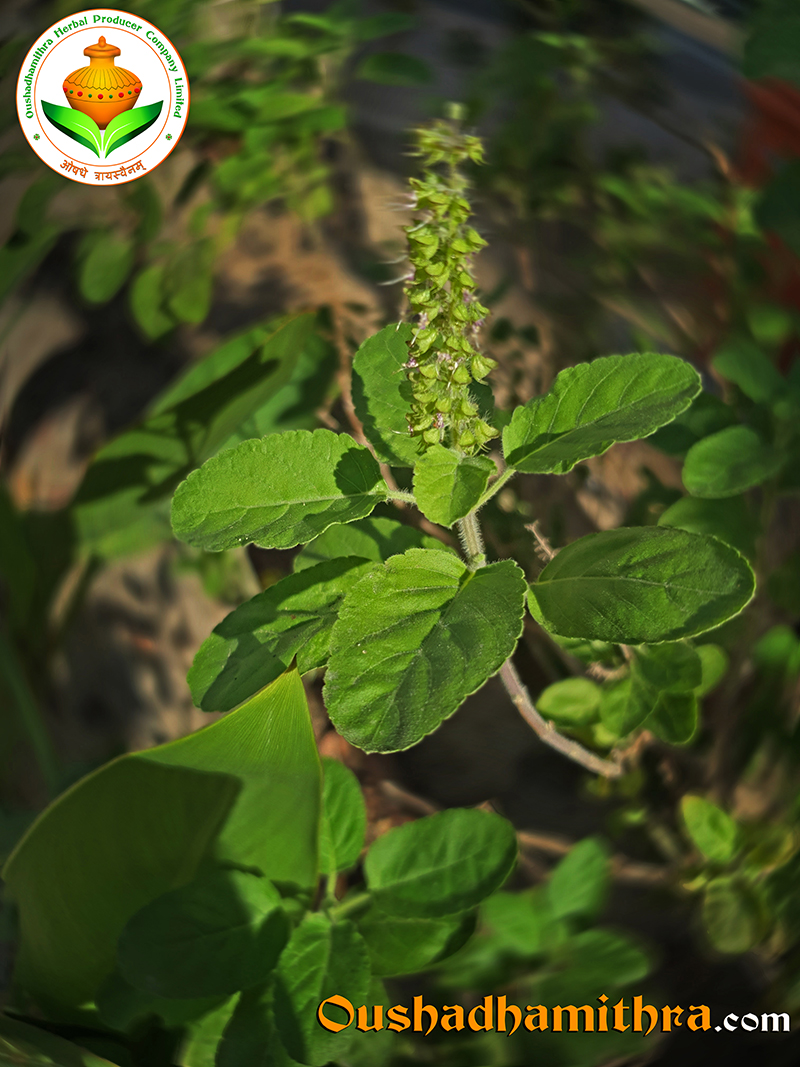 Holy basil, Thulasi, Ocimum sanctum